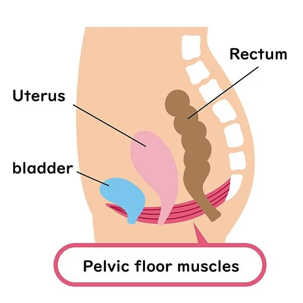 Pelvic Floor Anatomy
